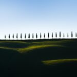 Row of cypress trees on hill against pale sky