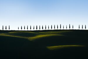 Row of cypress trees on hill against pale sky
