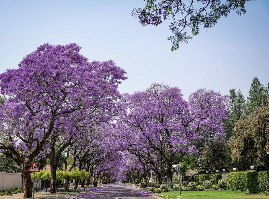 Jacaranda-Bäume in voller violetter Blüte entlang eines Weges