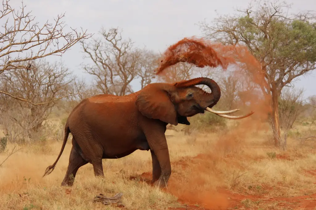 Elefant bläst sich Staub über den Rücken in trockener Savanne