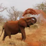 Elefant bläst sich Staub über den Rücken in trockener Savanne