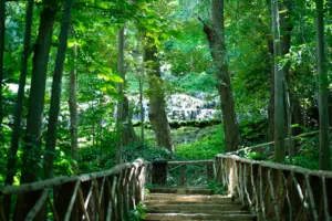 Holztreppe durch einen üppig grünen Wald