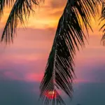 Palm fronds against a pink and orange sunset sky