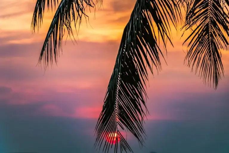 Palm fronds against a pink and orange sunset sky