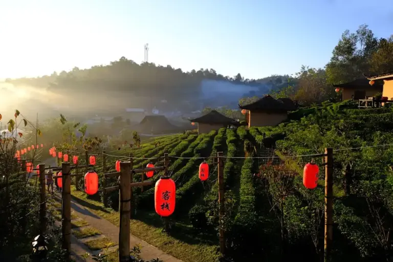 Red lanterns hanging along a path through tea plantations