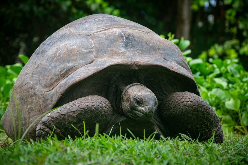 A giant tortoise walking on grass in the Seychelles
