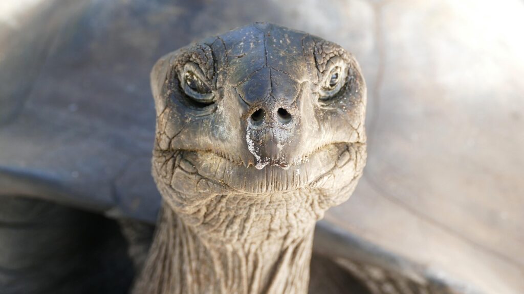 A tortoise on a beach on Curieuse Island, Seychelles