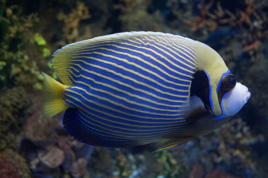 Blue fish swimming in clear water underwater