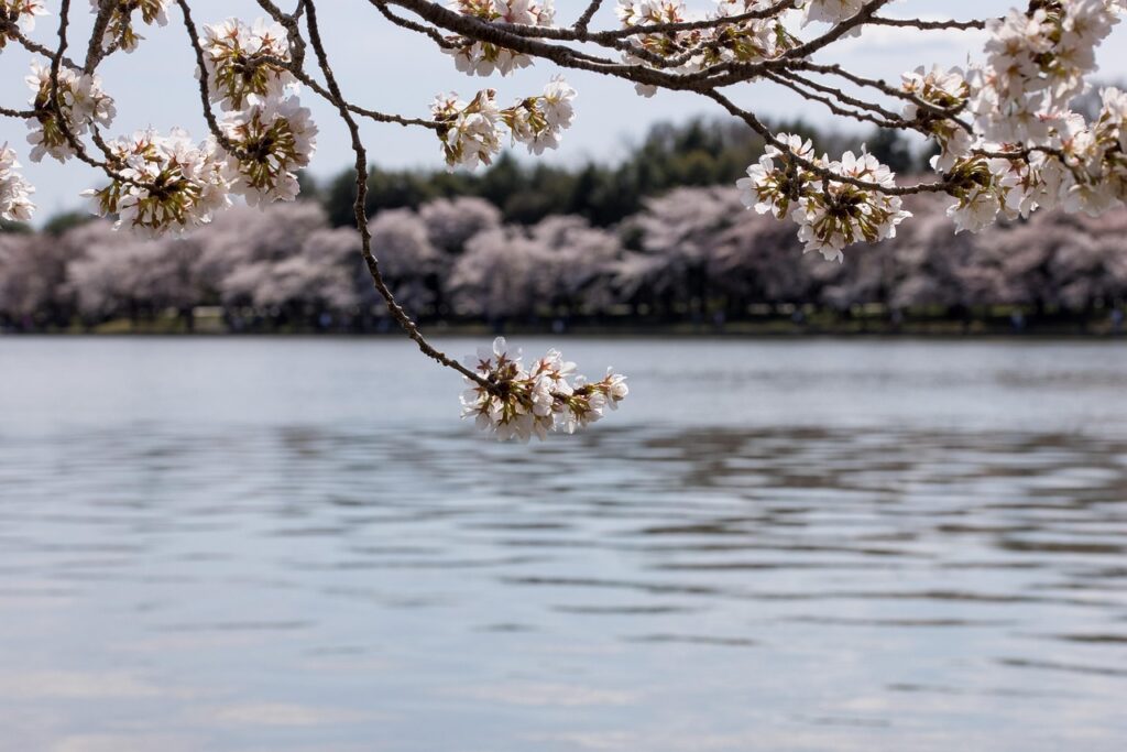 Cherry blossoms around the Tidal Basin in Washington DC