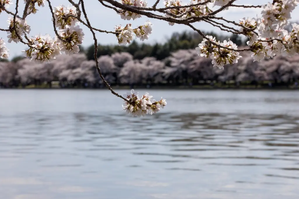 Kirschblüten rund um das Tidal Basin in Washington DC