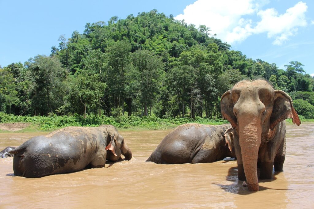Elephants walking freely in a sanctuary near Chiang Mai