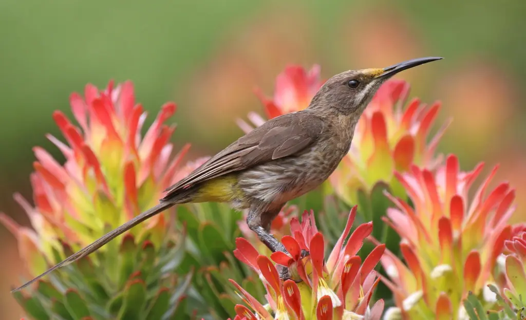 Honigfresser zwischen Protea Blüten in Südafrika