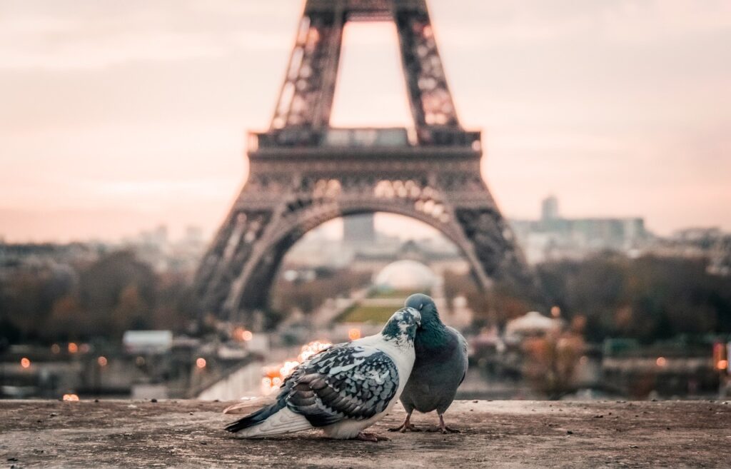 Two pigeons in front of the Eiffel Tower in Paris